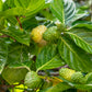 Noni Fruit Live Plant (Morinda citrifolia )