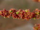 Star Gooseberry Fruit plant (Phyllanthus acidus)