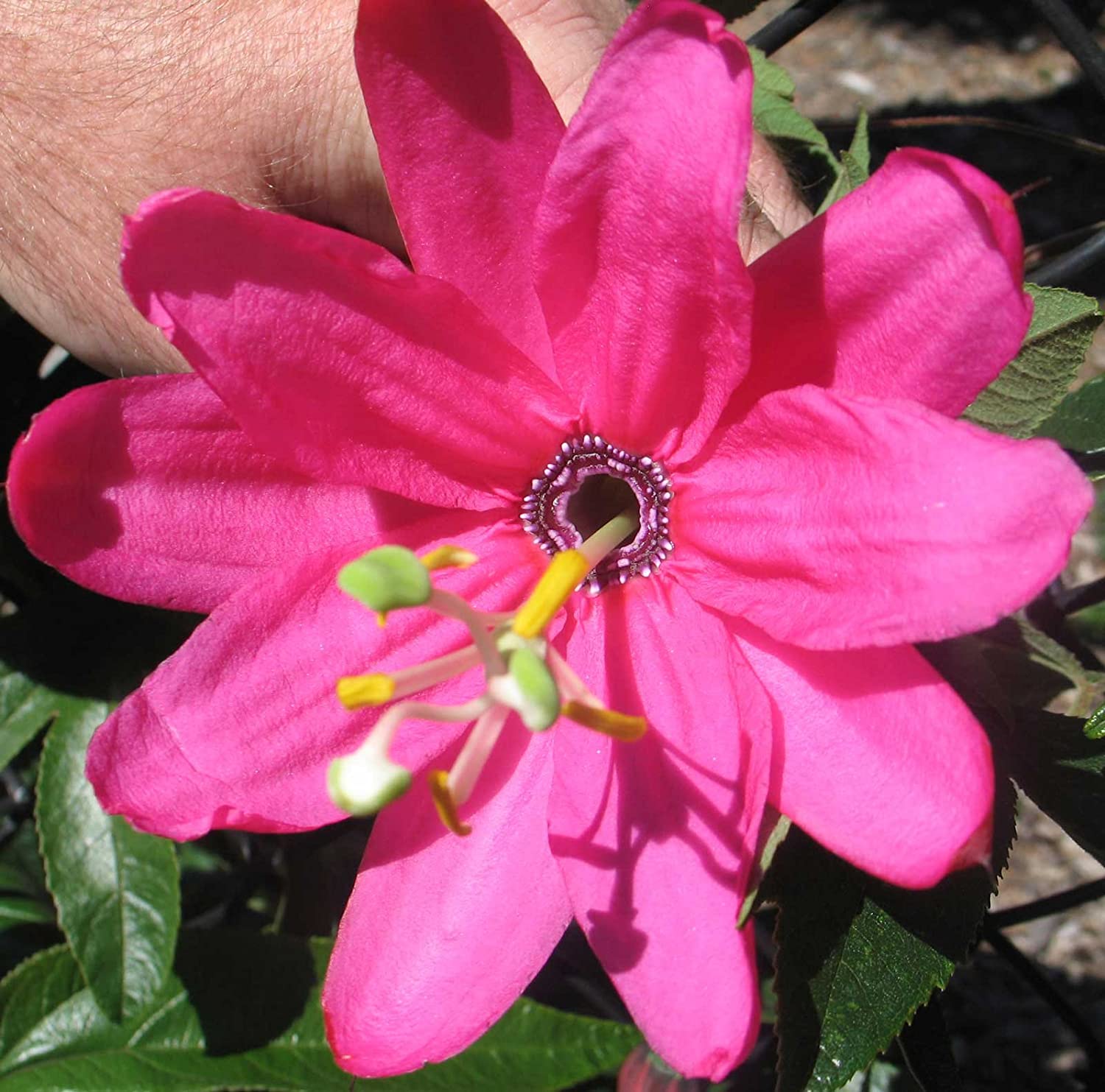 Banana Passion Fruit Plant (Passiflora tripartita mollissima)