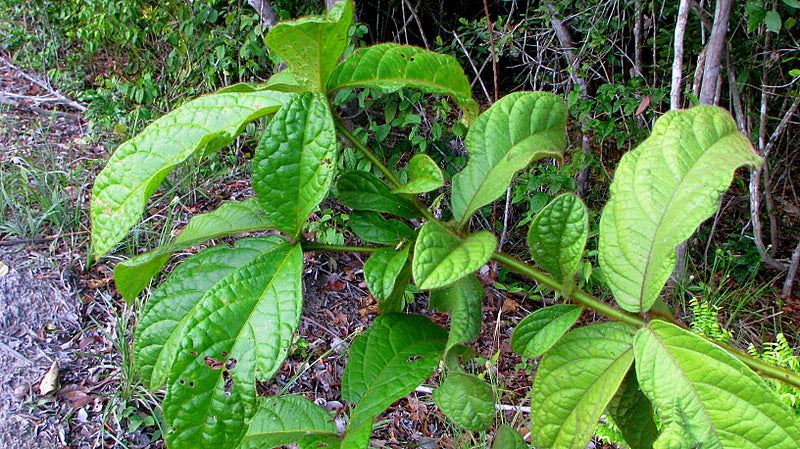 Cordia nodosa Fruit Plant