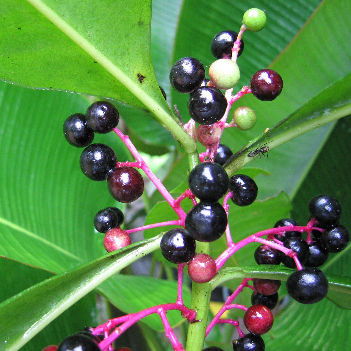 Gondo Fruit Plant (Stylogyne longifolia)
