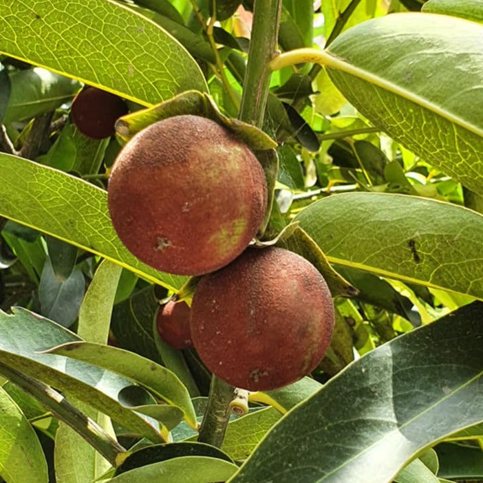 Gab Fruit Plant (Diospyros malabarica)