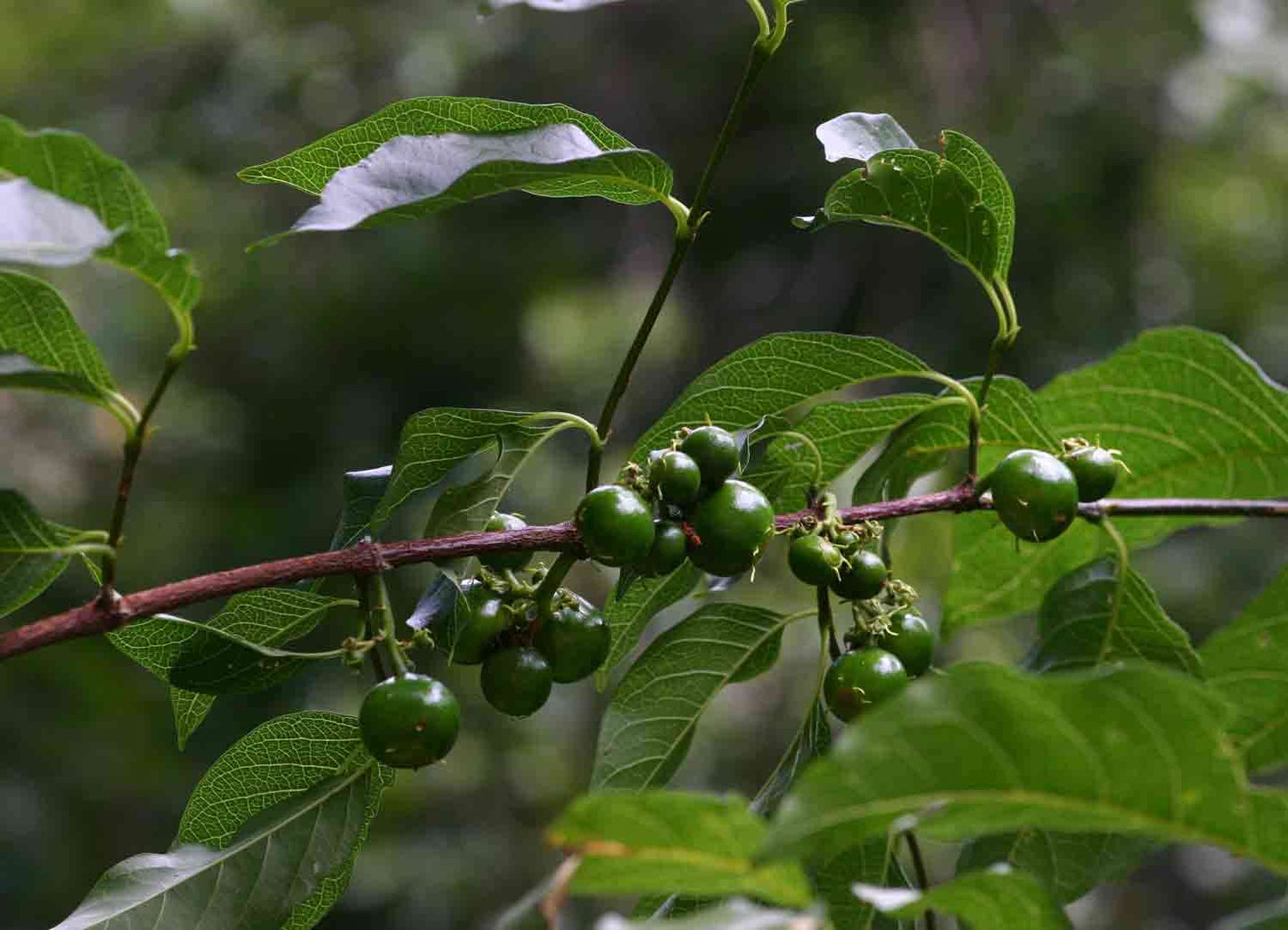 Spanish-tamarind Fruit Plant ( Vangueria madagascariensis)