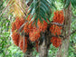 Peach Palm Fruit Plant (Bactris gasipaes)