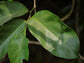 Ingudi Fruit Plant (Sarcostigma kleinii)