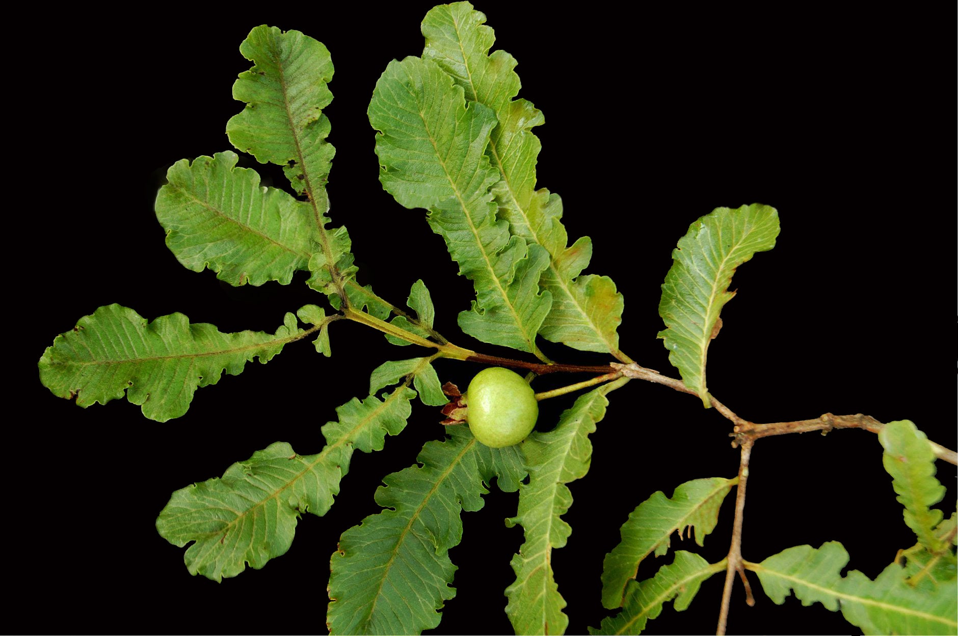 Spring guava Live Plants – veliyathgardens