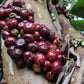 Navel Costada Jaboticaba Fruit Plant (Plinia Sp. Navel Costada)