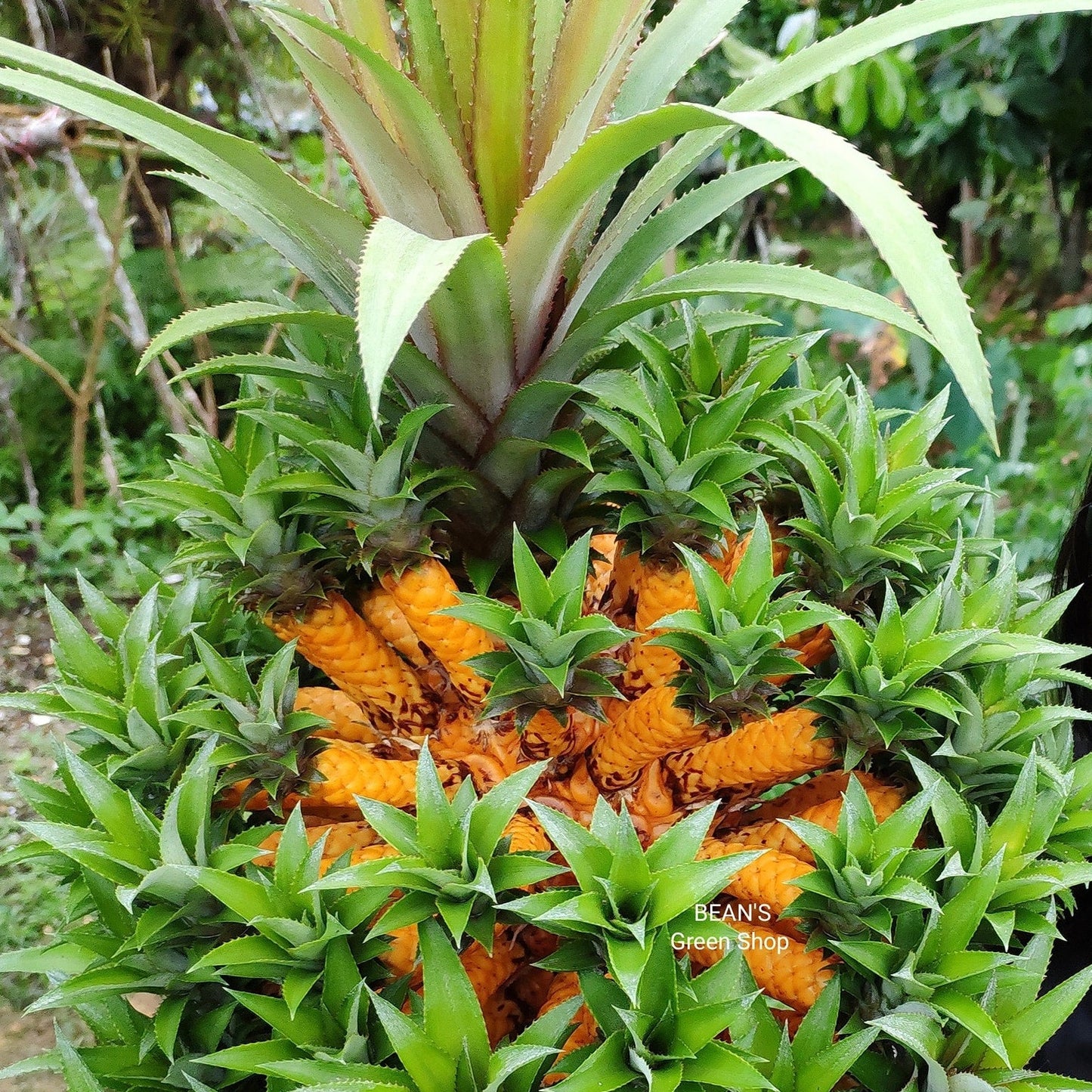 mexican pineapple plant Medusa pineapple Fruit Plant – veliyathgardens