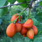 Peanut Butter Fruit Plant (Bunchosia Glandulifera)
