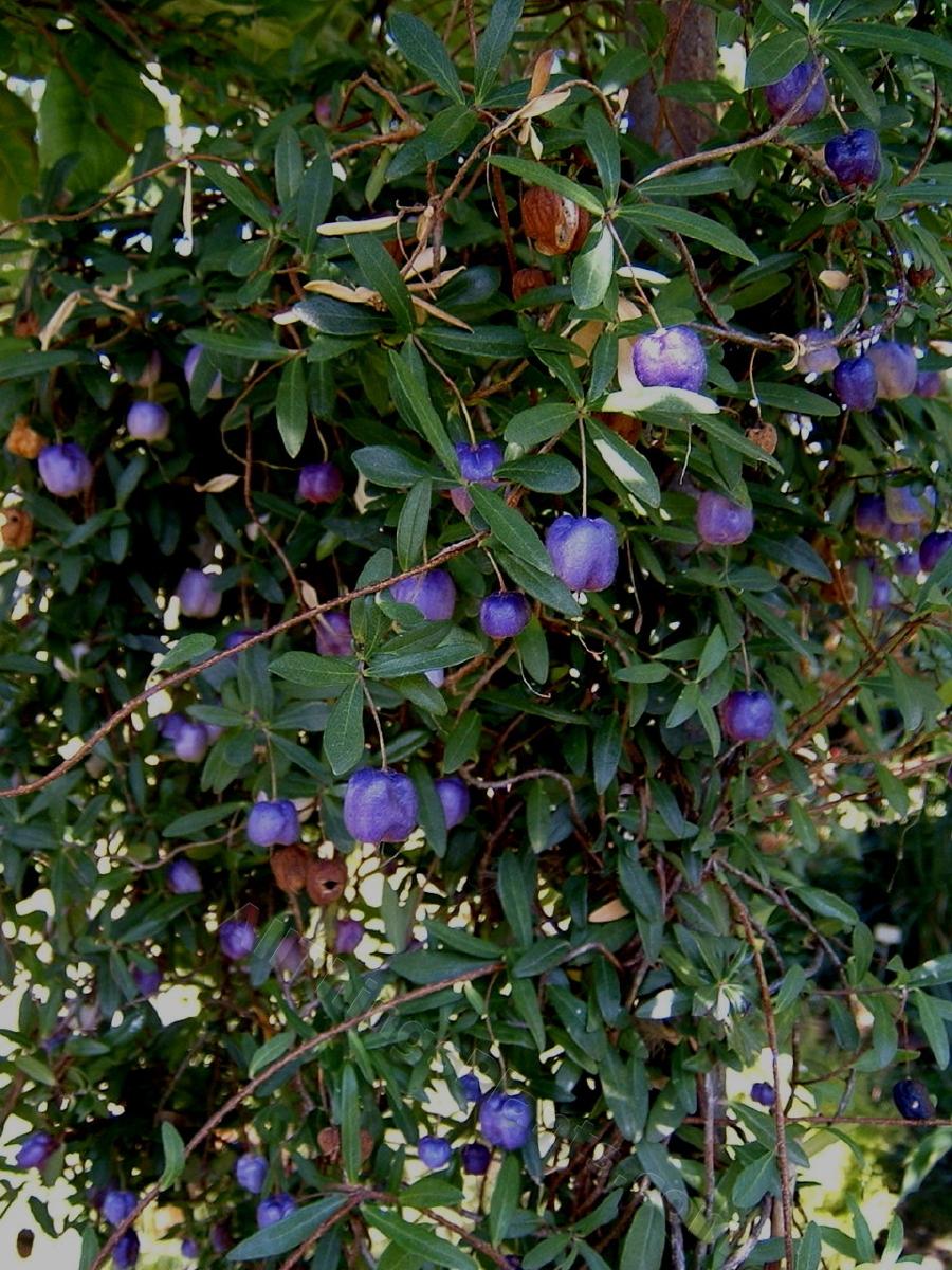 Appleberry Fruit Plant (Billardiera longiflora)