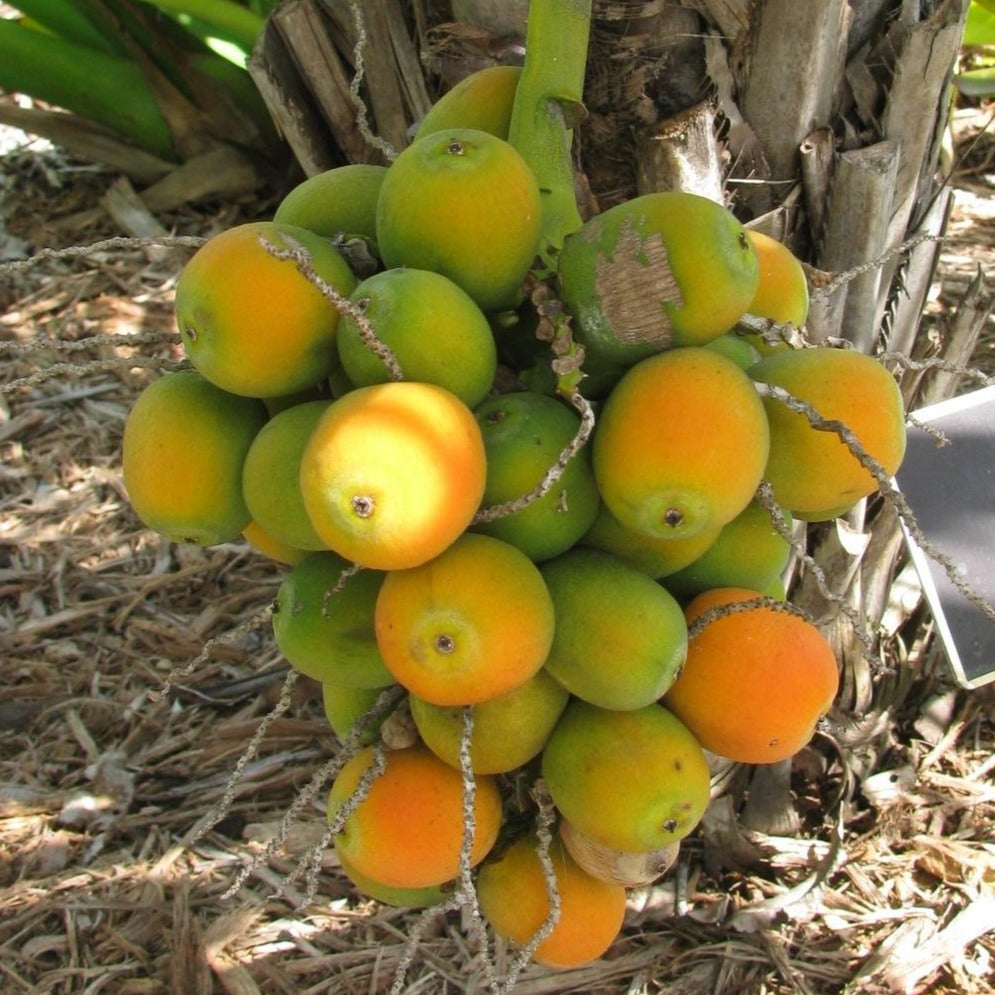 Arikury Palm Plant (Syagrus Schizophylla)