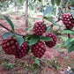 Tiger Grape Fruit Plant (Kadsura Coccinea)
