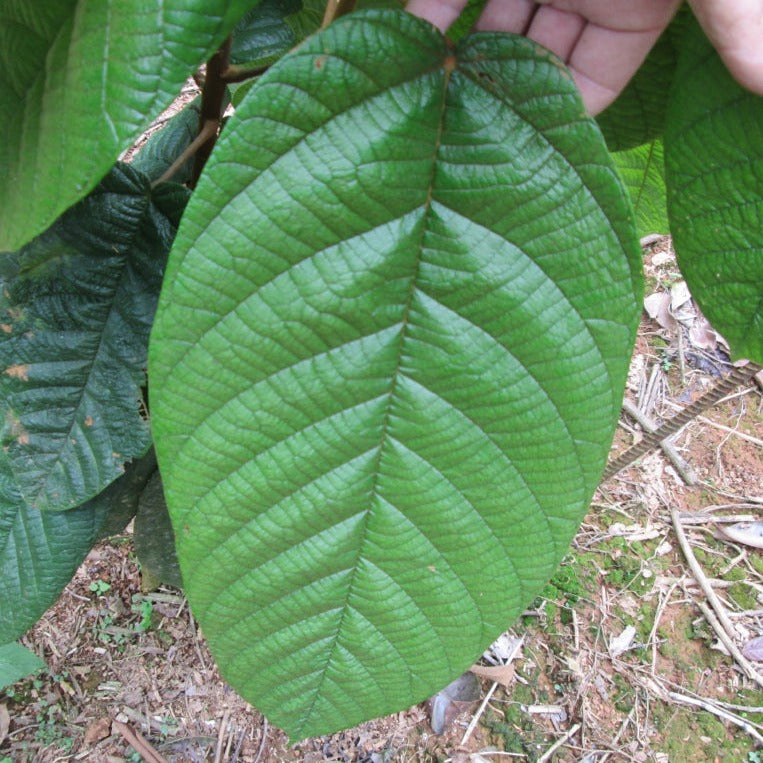 San Lorenzo Theobroma Fruit Plant (Theobroma Sp) – veliyathgardens