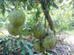 Kosseri Mango Live Plants