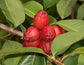 Bush Apple Live Plant (Syzygium suborbiculare)