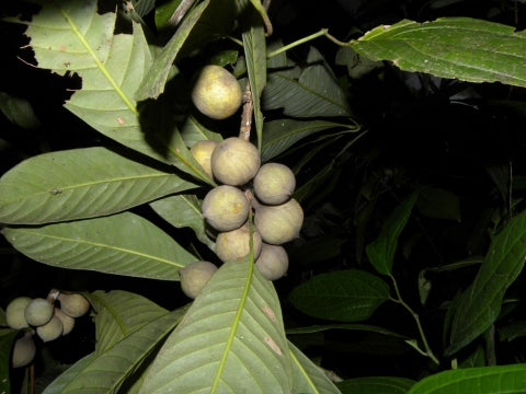 Zapote Blanco Live Plant (Pouteria glomerata)