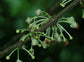 Pungara Fruit Plant (Garcinia macrophylla)