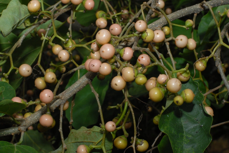 Clammy Cherry Fruit Plant (Cordia dichotoma)