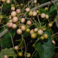 Clammy Cherry Fruit Plant (Cordia dichotoma)