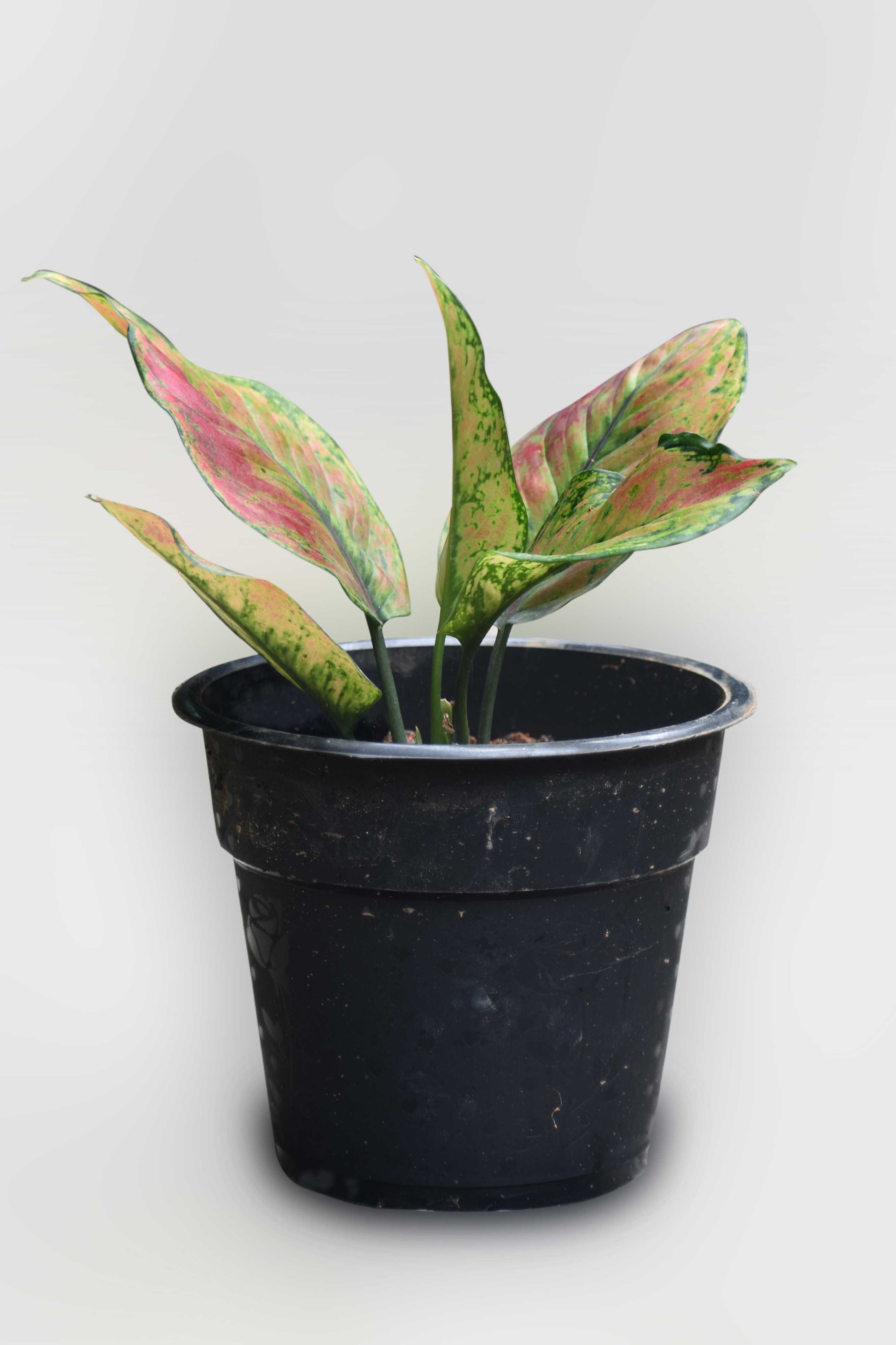red heng heng aglaonema Ag. Heng Heng – veliyathgardens