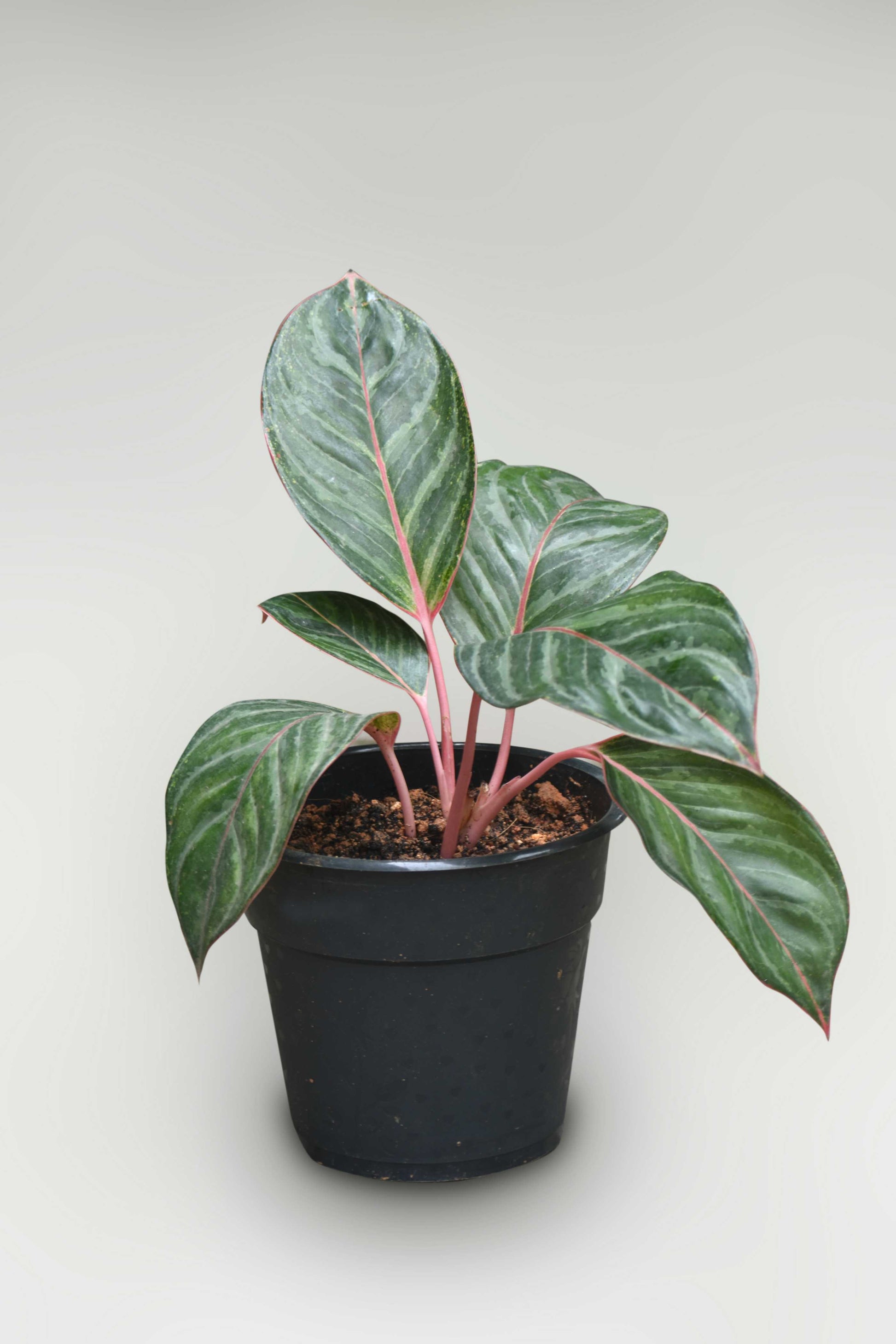 aglaonema black dragon Ag. Pink Dragon – veliyathgardens