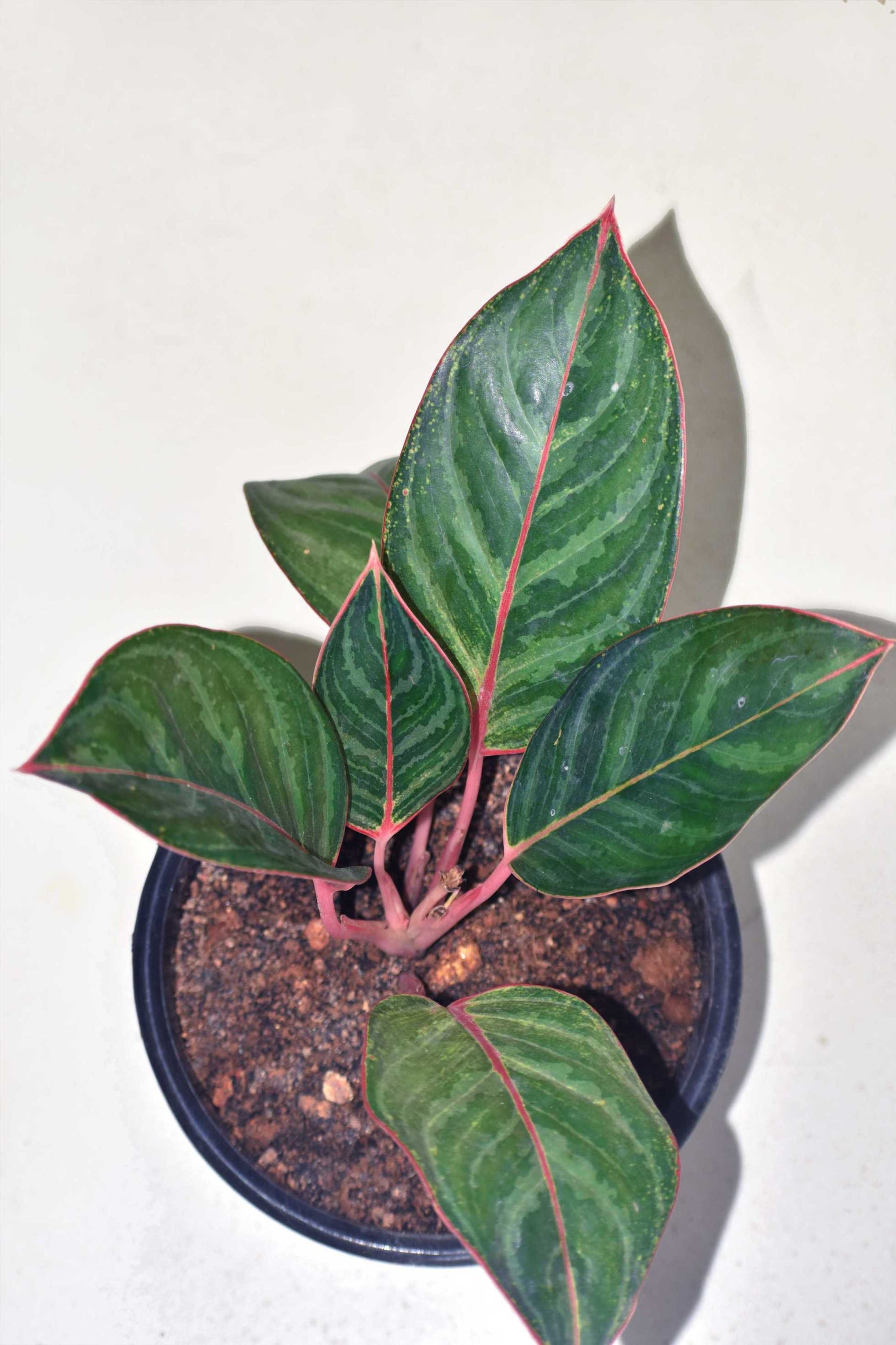 aglaonema black dragon Ag. Pink Dragon – veliyathgardens
