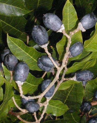 African Olive Fruit Plant (Canarium schweinfurthii)
