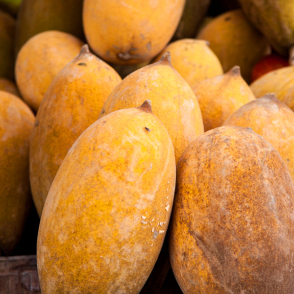 Almirajo Fruit Plants (Patinoa almirajo)