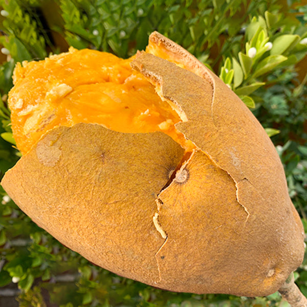 Almirajo Fruit Plants (Patinoa almirajo)