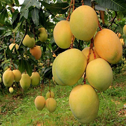 Alphonsa Mango Live Plants