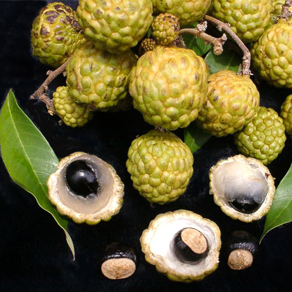 Alupag fruit Plants (Dimocarpus Didyma)