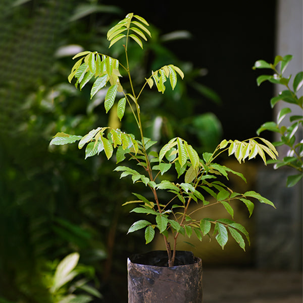 Alupag fruit Plants (Dimocarpus Didyma)