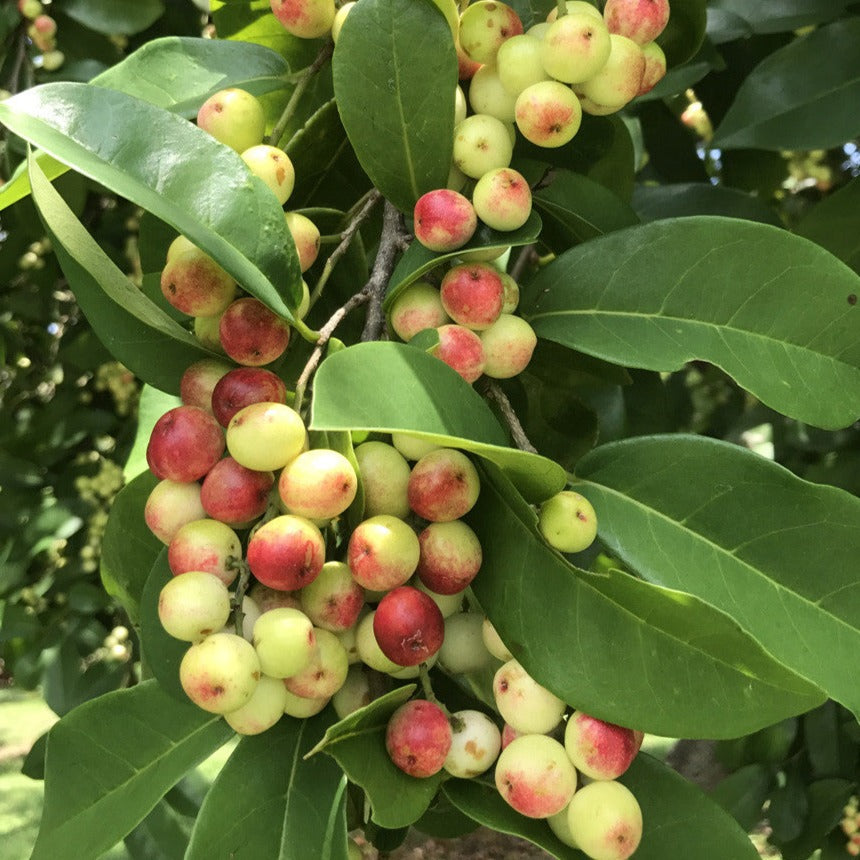 Herbert River Cherry Fruit Plant (Antidesma dallachyanum)