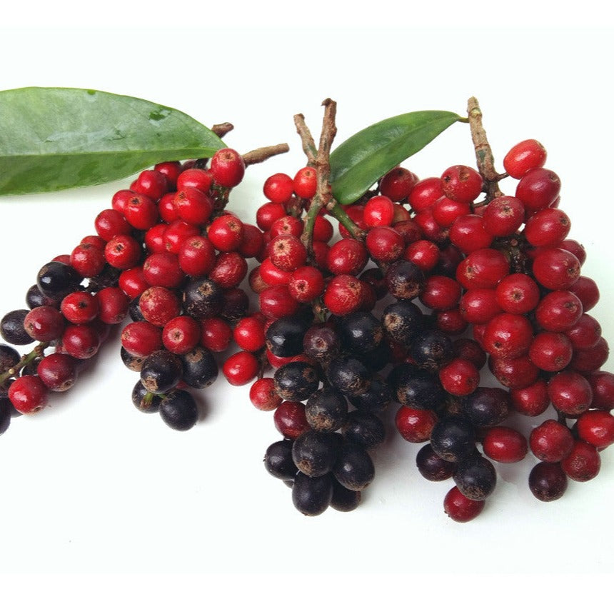 Makmao Berry Fruit Plant (Antidesma velutinosum)