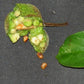 Pudau Fruit Plant (Artocarpus kemando)