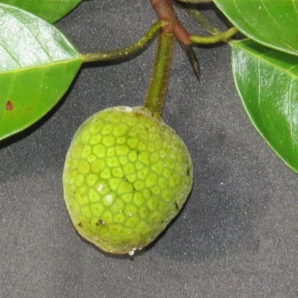 Comadu Tree Pudau Fruit Plant (Artocarpus kemando) – veliyathgardens