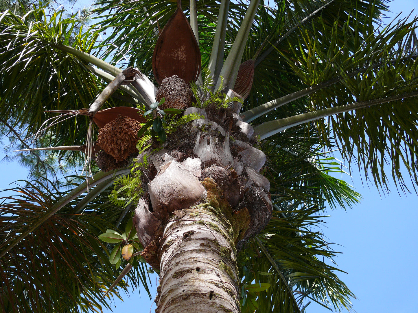 Maripa Palm Live Plant (Attalea maripa)