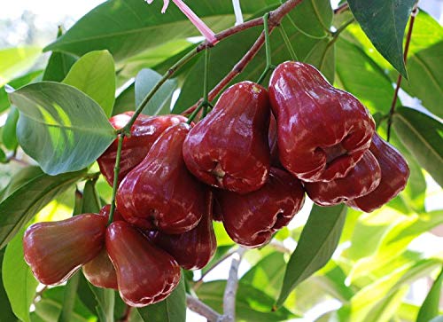 Bali Chamba Fruit Plants (Syzygium Samarangense)