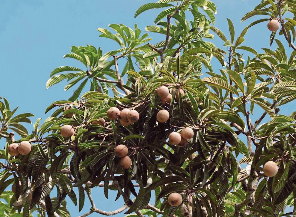 Bambangan Fruit Plant (Mangifera pajang)