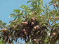 Bambangan Fruit Plant (Mangifera pajang)