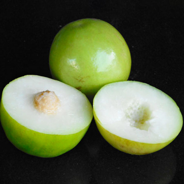 Ber Apple Green Fruit Plants (Ziziphus Mauritiana)