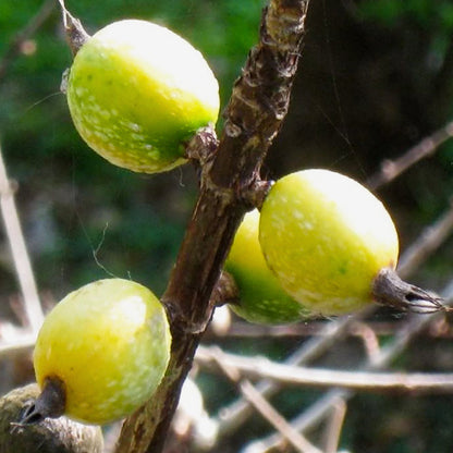 Black Berry Jam Fruit Plants (Randia Formosa)