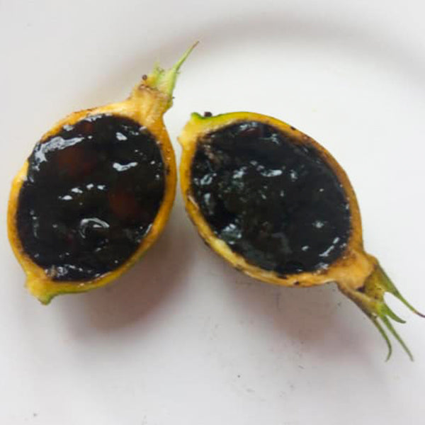 Black Berry Jam Fruit Plants (Randia Formosa)