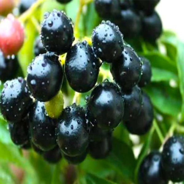 Black Jamun Fruit Plants (Syzygium Cumini)