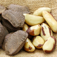 Brazil Nut fruit Plants (Bertholletia Excelsa)