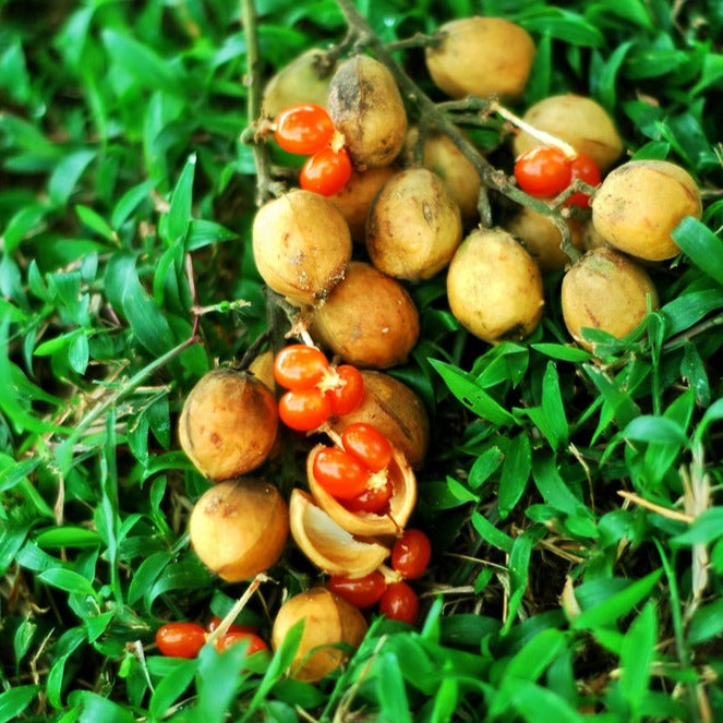 Buah Jentik Fruit plant (Baccaurea polyneura)