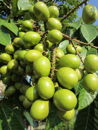 Green Matoa Fruit Plant (Pometia Pinnata)