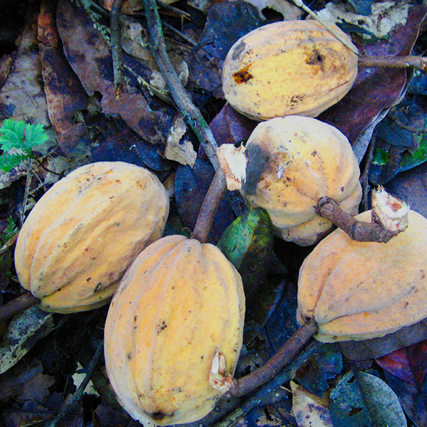 Cacaui Live Plants (Theobroma Speciosum)