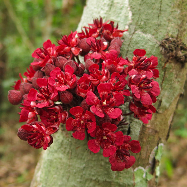 Cacaui Live Plants (Theobroma Speciosum)