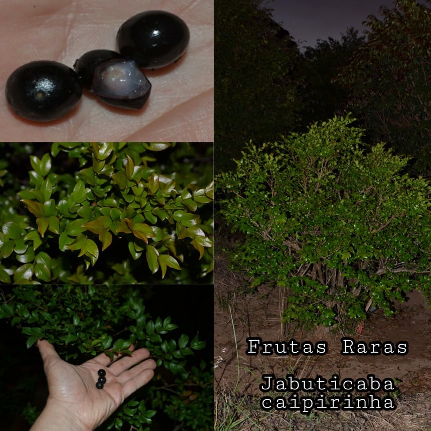 Jaboticaba Caipirinha Fruit plant (Plinia sp Caipirinha)